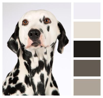 Dalmatian Animal Portrait Dog Image